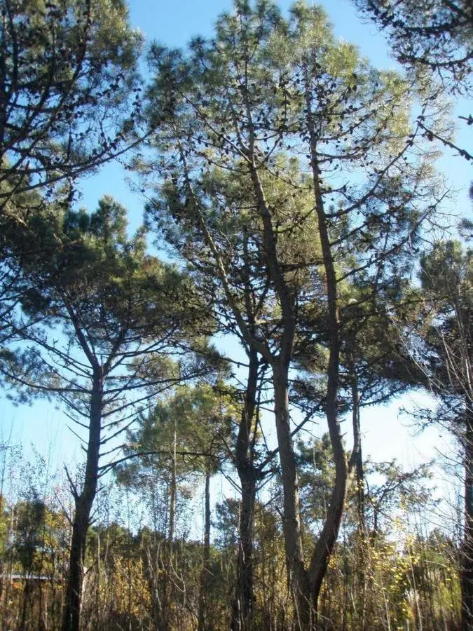 Terreno en Carilo 2