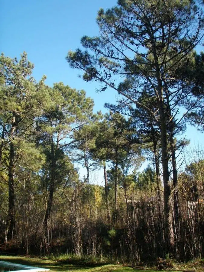 Terreno en Carilo 4