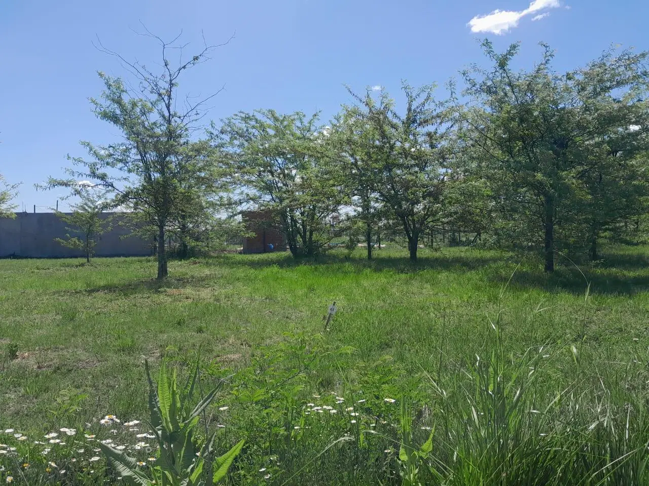 LOTES EN VENTA | LAS ACACIAS | PONTEVEDRA 2