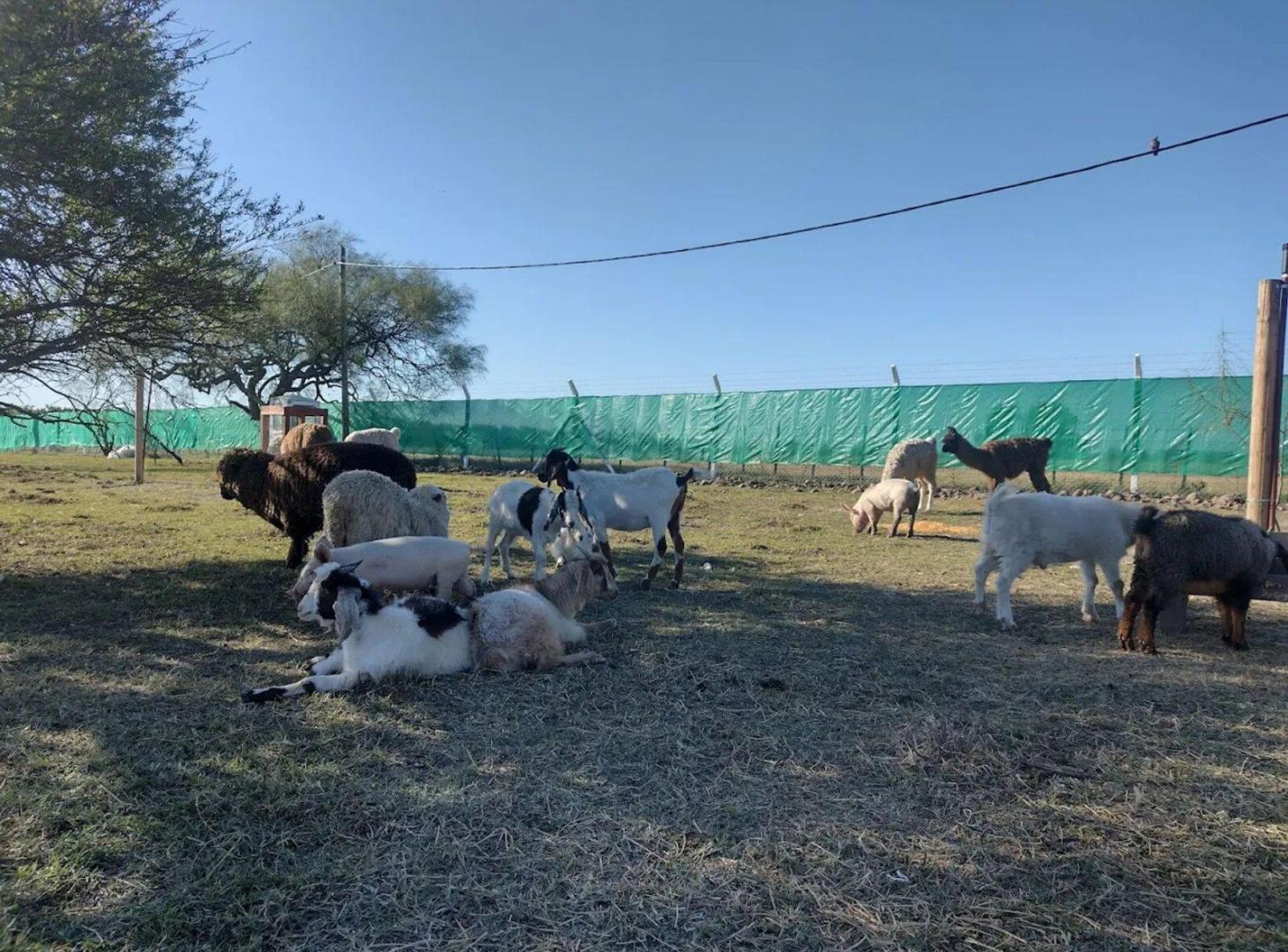 Foto de Venta,Lote, FincasDon Eugenio II-Central, Indivisa, imagen 4