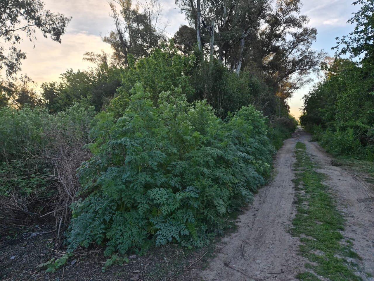 Foto de VENTA LOTE Gral RODRIGUEZ 712 m2, imagen 4