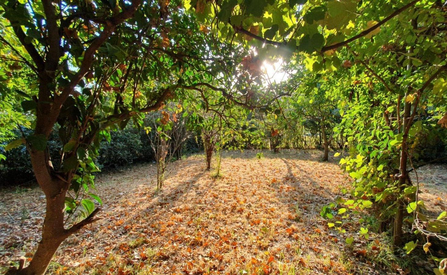 Foto de LOTE EN VENTA EN GENERAL RODRÍGUEZ, imagen 3