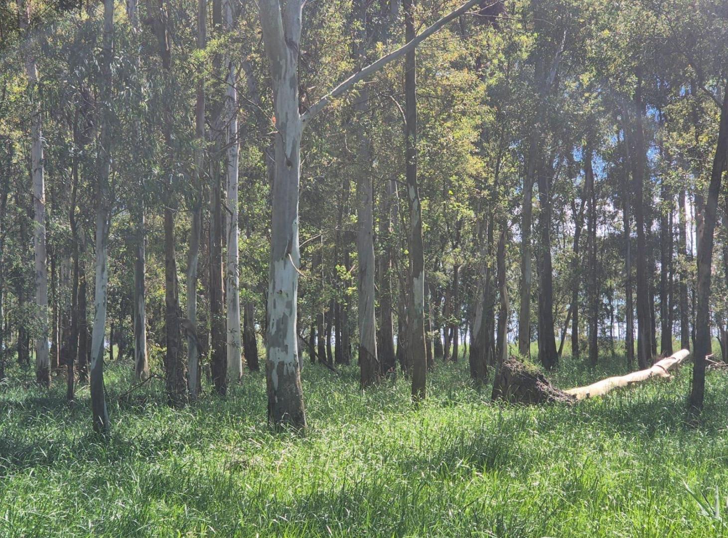 Foto de Oportunidad Venta Campo 21 Ha sobre Ruta 5 (Km 135) - Suipacha | Apta, imagen 4