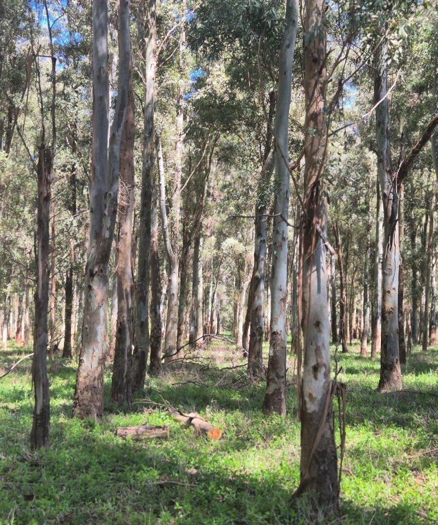 Foto de Oportunidad Venta Campo 21 Ha sobre Ruta 5 (Km 135) - Suipacha | Apta, imagen 1