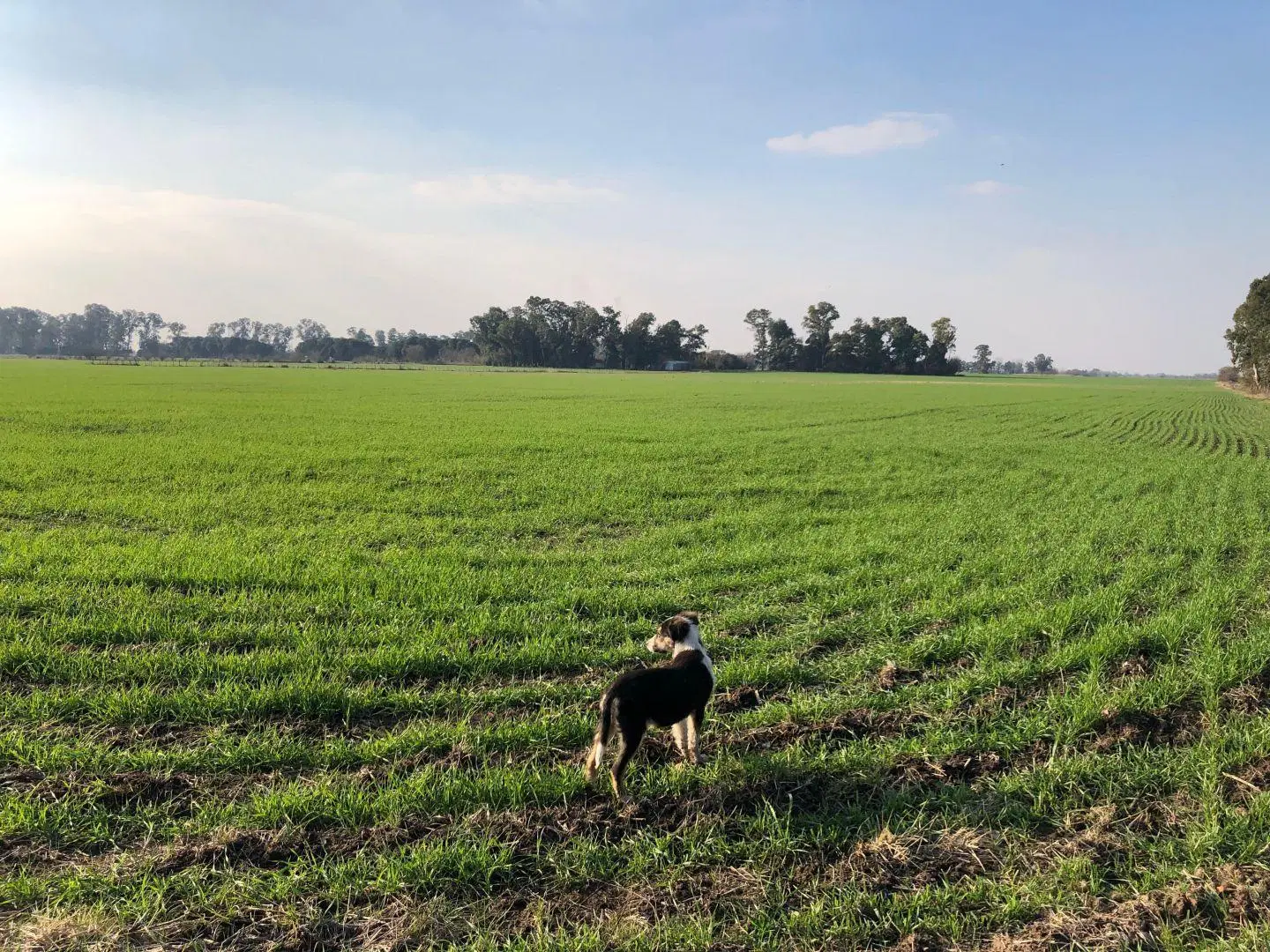Campo 53.15 hectáreas | . | S/N 4
