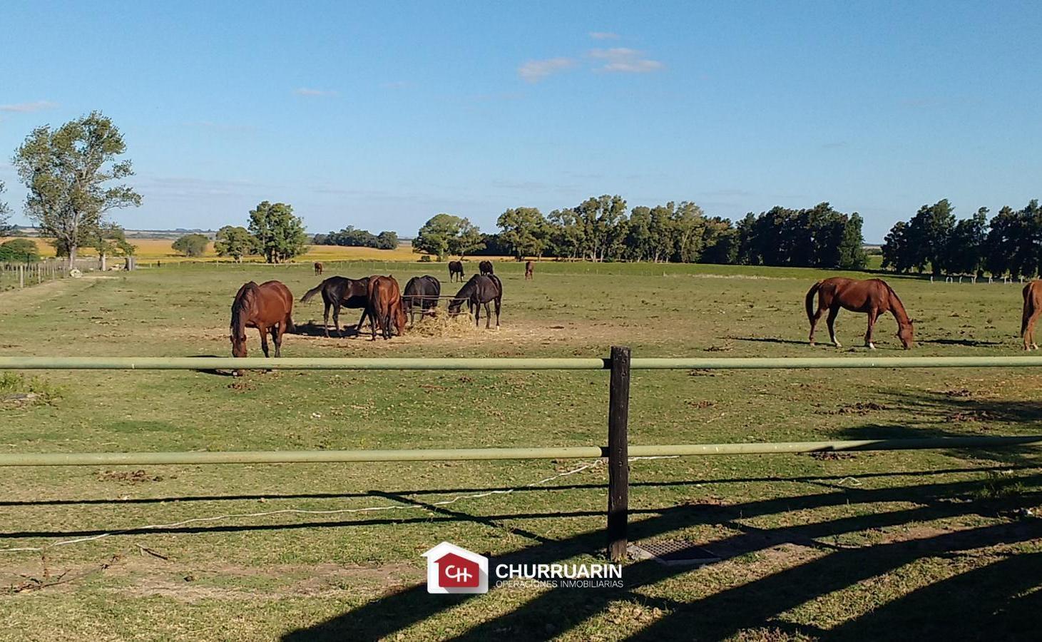Foto de Campo en San Pedro, imagen 5