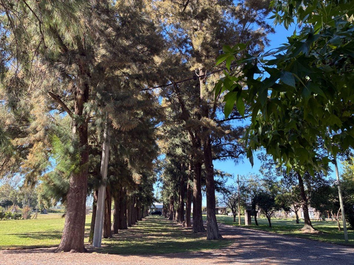 Foto de VENTA LOTE CHACRA PETION CAÑUELAS, imagen 1