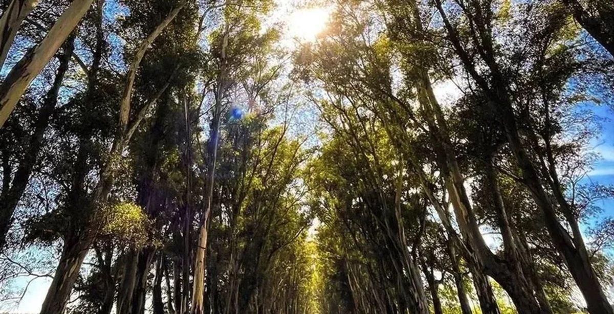 Foto de VENTA LOTE BARRIO CHACRAS DE SAN ANDRES 2531 m2, imagen 5