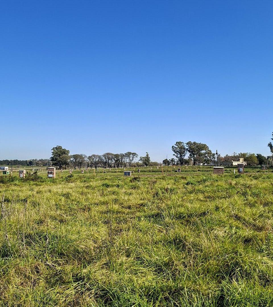 Foto de Lindísimo lote central en venta en Estancia Carabassa, imagen 5