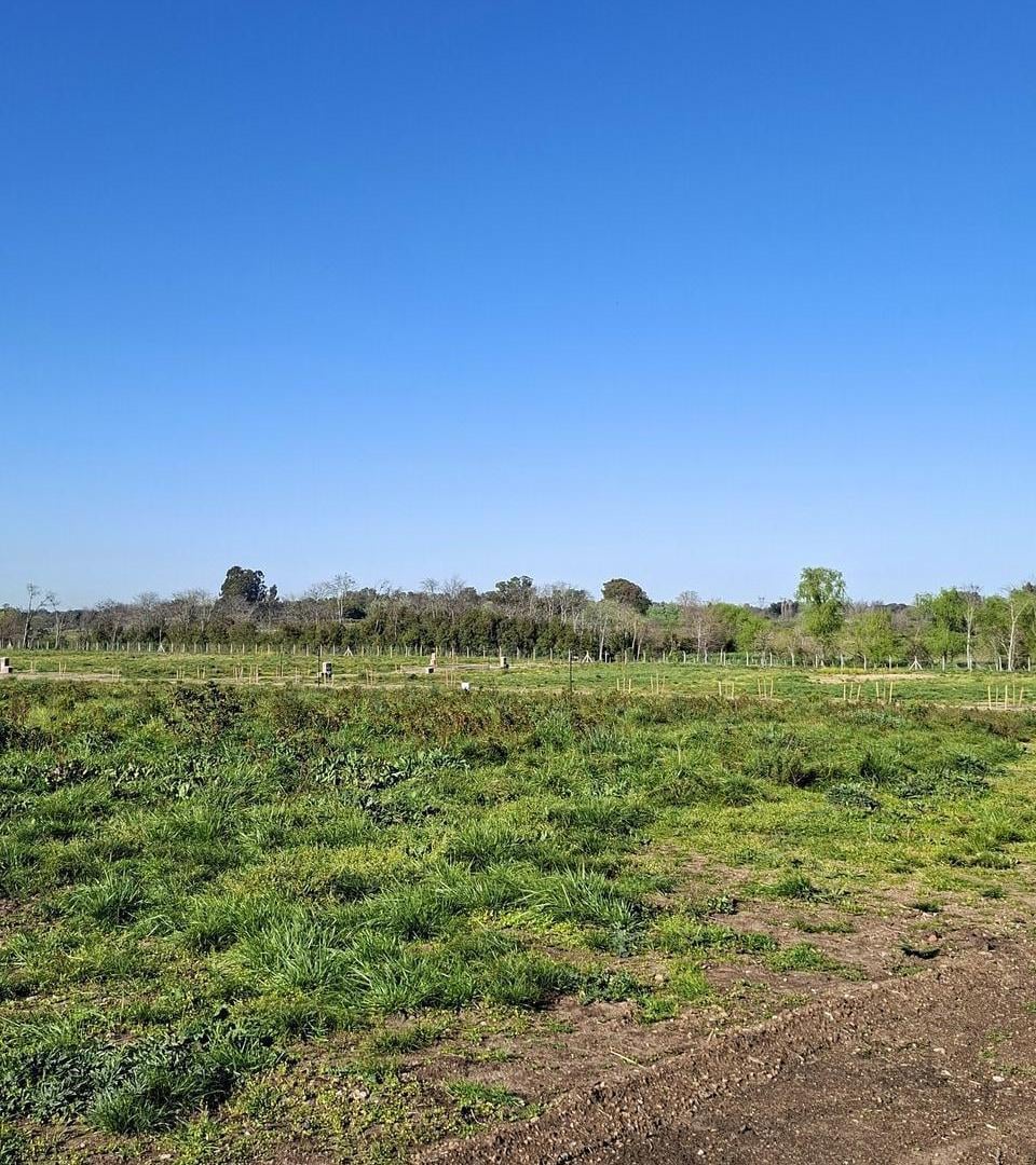 Foto de Lindísimo lote central en venta en Estancia Carabassa, imagen 2