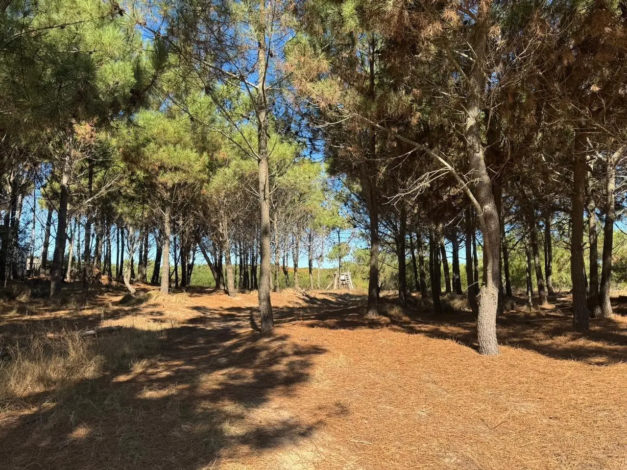 Lote en venta primera línea de mar de Maritimo 2, Costa Esmeralda 4