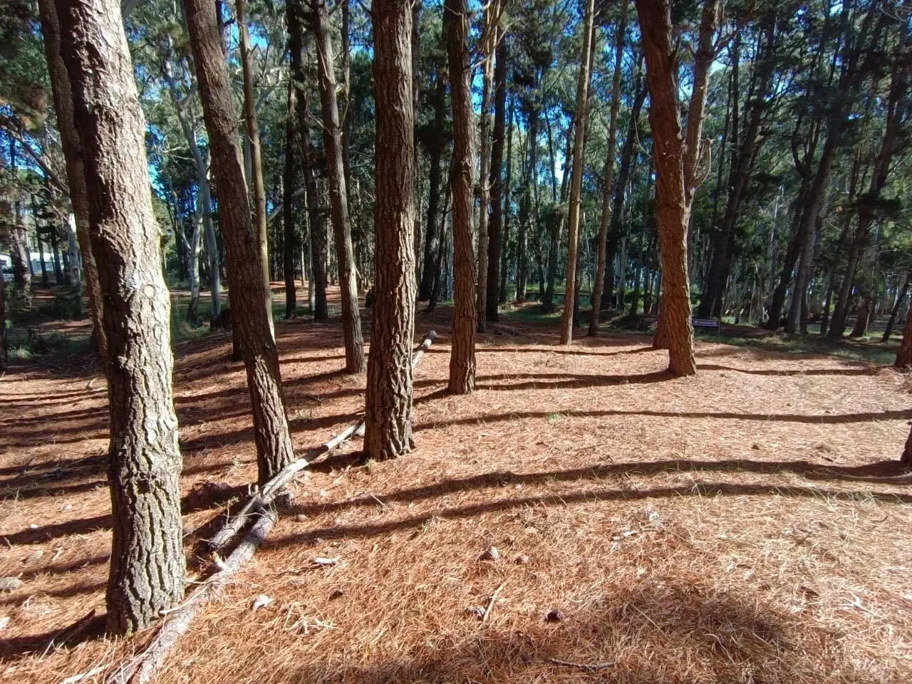 Lote N°35 Bosques Costa Esmeralda 5