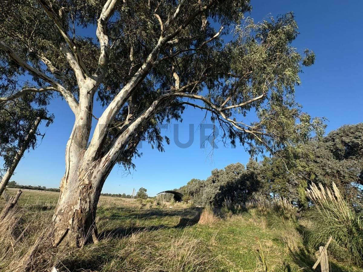 Foto de VENTA CAMPO SOBRE RUTA NACIONAL Nº 3 MONTE, imagen 5