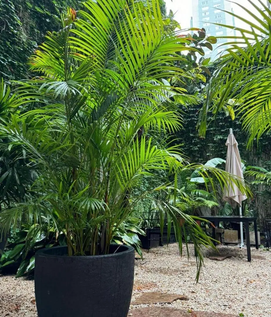 Lindisima Planta Baja con jardin  en Palermo Chico 4