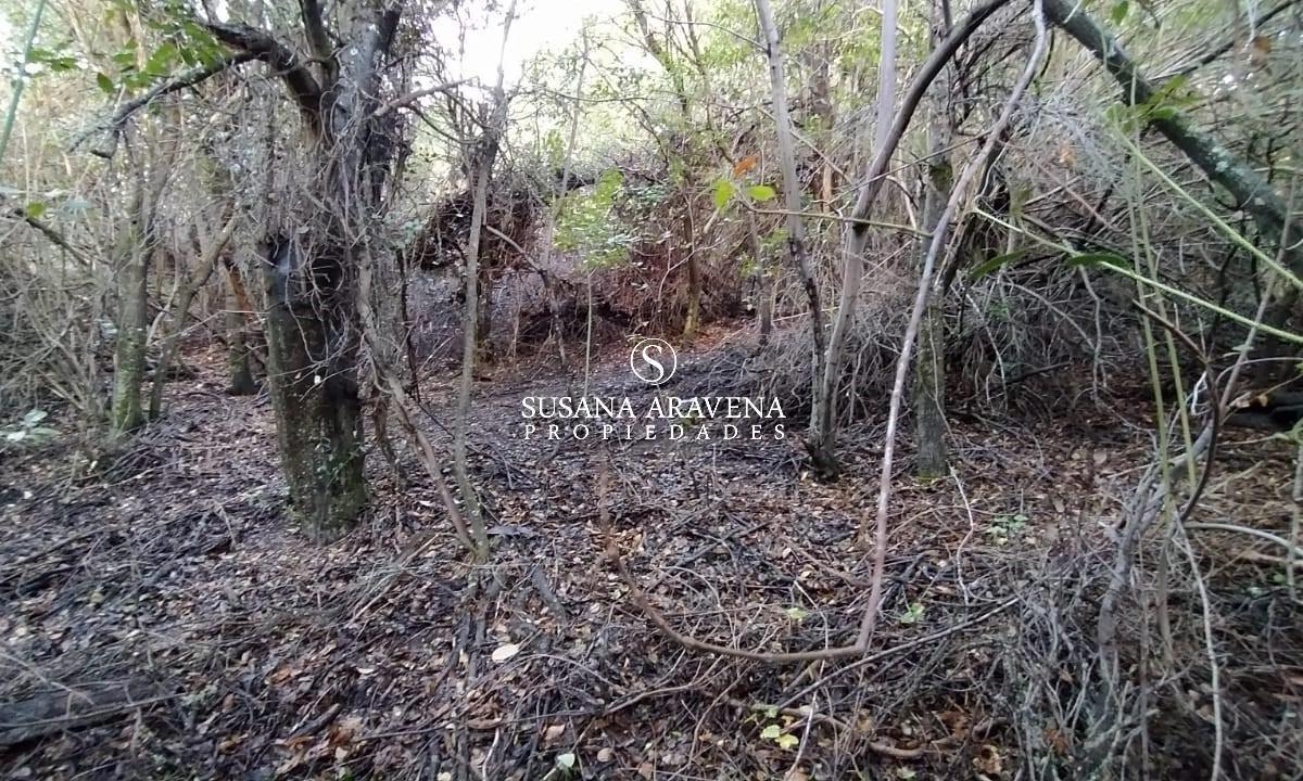 Foto de Lote en Venta en Ruca Hué, San Martin De Los Andes, imagen 5