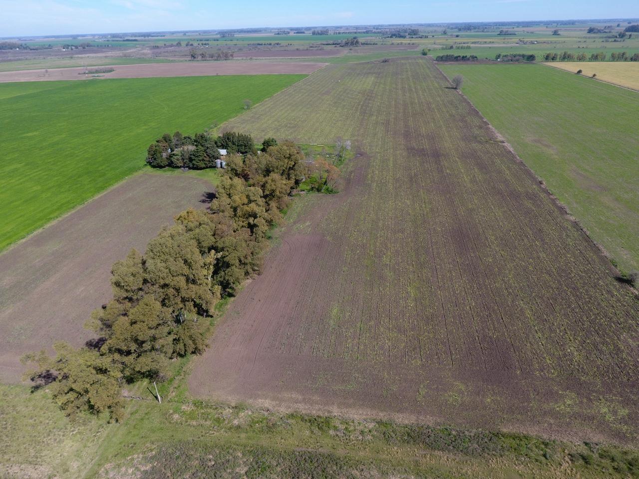Foto de Terreno Campo en Venta en Altos de Robles, Parada Robles, Exaltación de, imagen 3