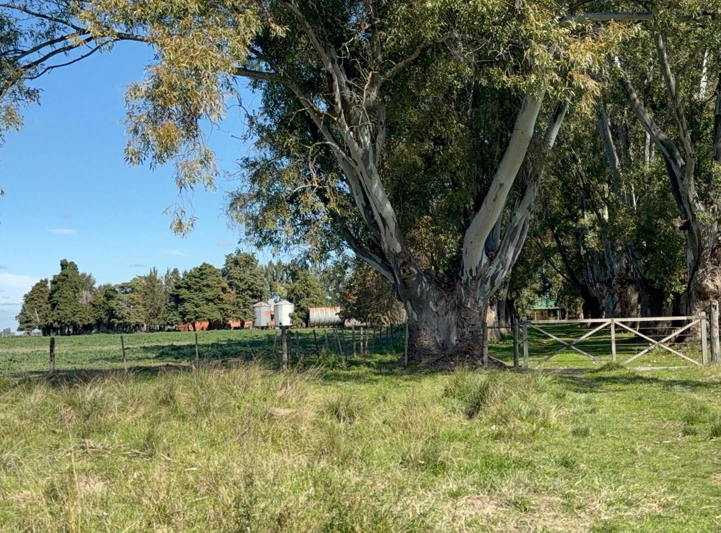Foto de Terreno Campo en Venta en Altos de Robles, Parada Robles, Exaltación de, imagen 2
