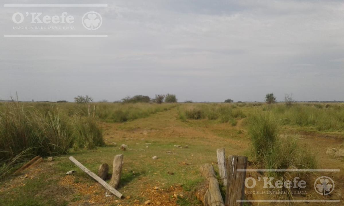 Campo en Venta de 300 Has Forestal - Ganadera R14 Corrientes - Financiación 3