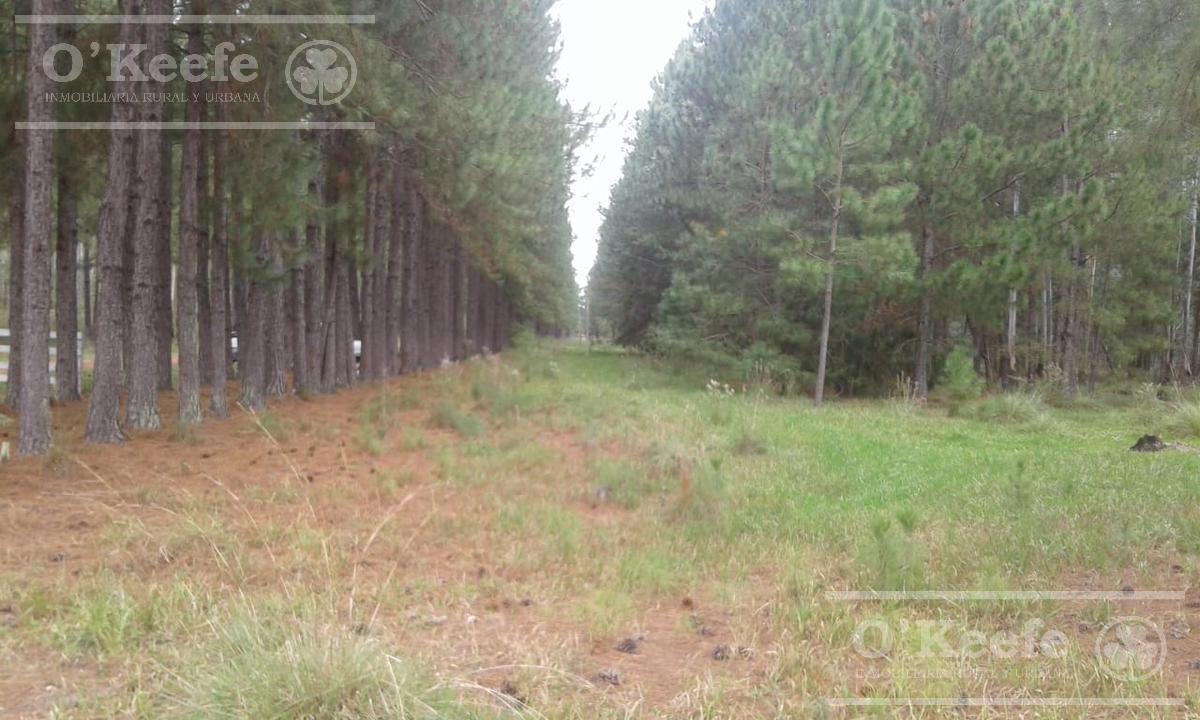 Campo en Venta de 300 Has Forestal - Ganadera R14 Corrientes - Financiación 5