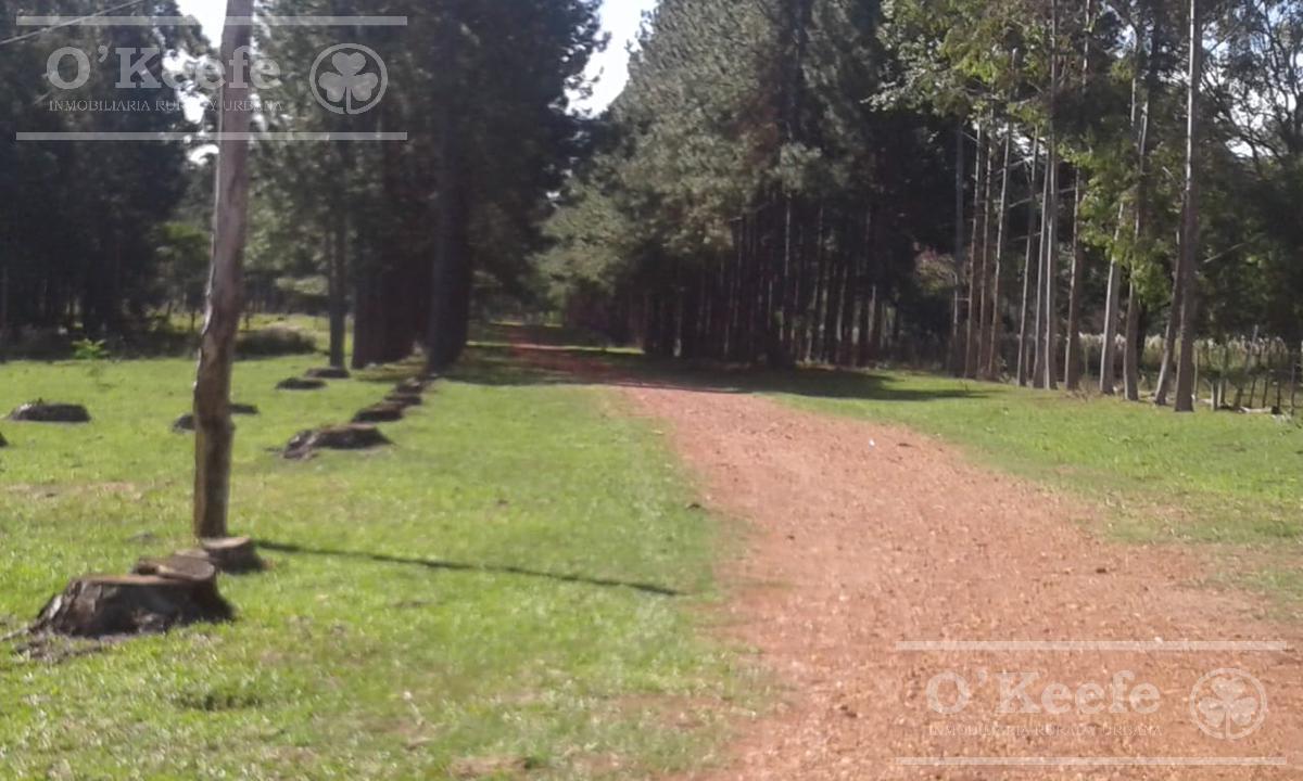 Campo en Venta de 300 Has Forestal - Ganadera R14 Corrientes - Financiación 5