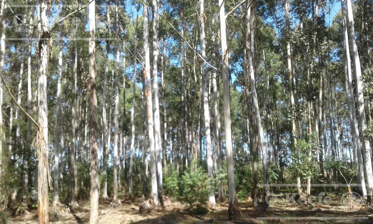 Campo en Venta de 300 Has Forestal - Ganadera R14 Corrientes - Financiación 1