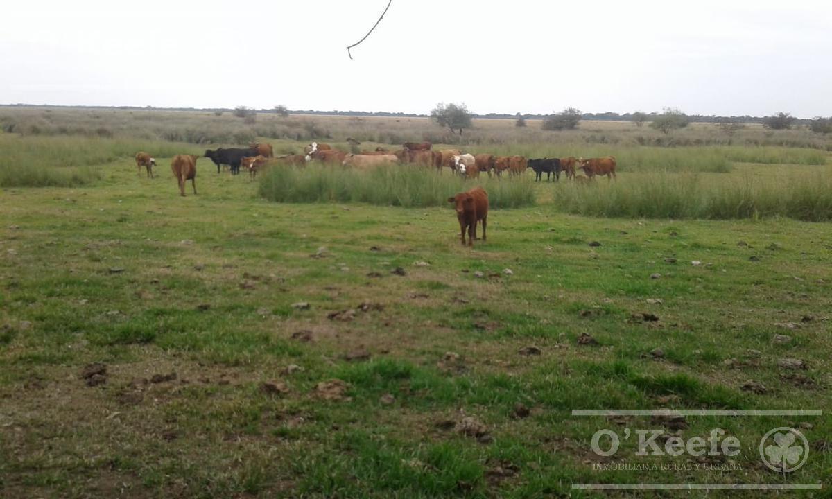 Campo en Venta de 300 Has Forestal - Ganadera R14 Corrientes - Financiación 2