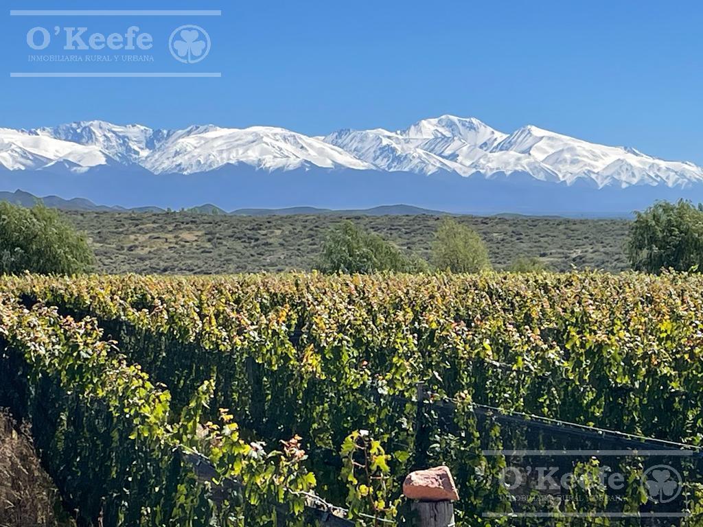 Campo en Venta de 30.000 Has Ideal Proyecto Inmobiliario Valle de Uco Mendoza 5