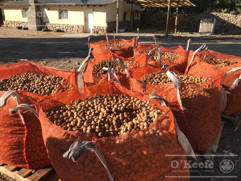 Campo en Venta de 30.000 Has Ideal Proyecto Inmobiliario Valle de Uco Mendoza 4