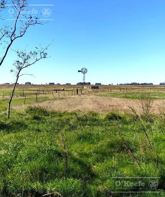 Campo en Venta de 77 Has en Saladillo - Agricola Ganadero 4