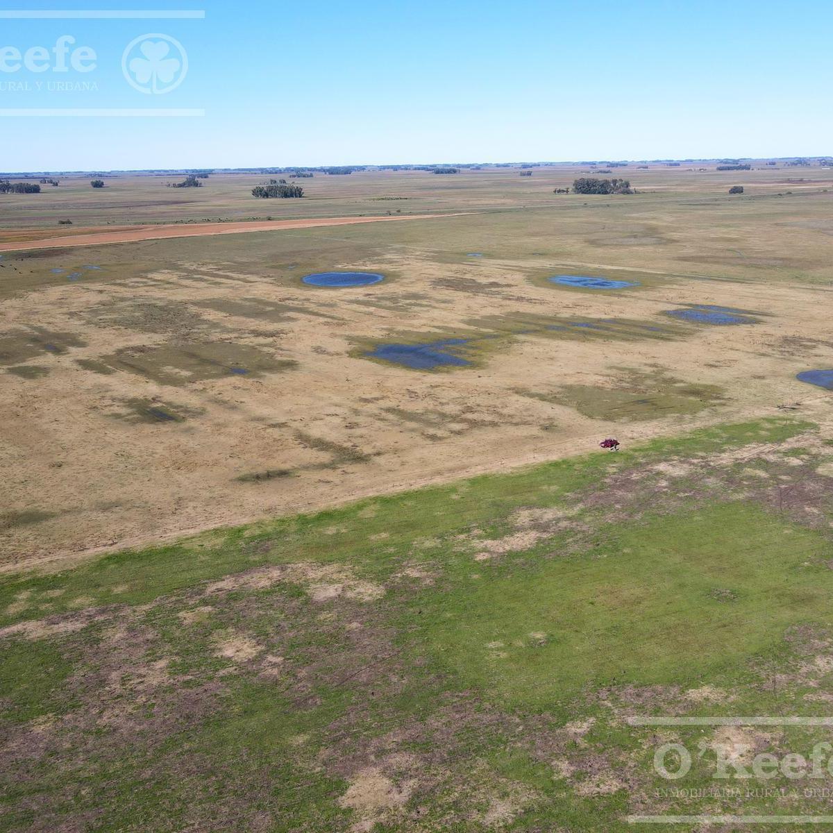 Campo en Venta de 77 Has en Saladillo - Agricola Ganadero 2