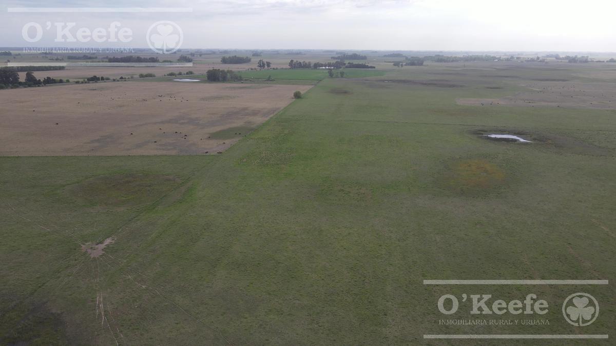 Campo en Venta de 335 Has 80% Sembrable 1