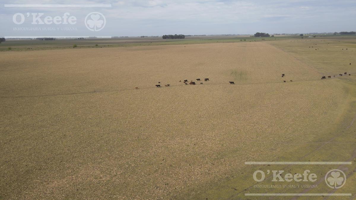 Campo en Venta de 335 Has 80% Sembrable 2