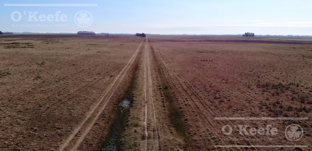 Campo Ganadero 800 Ha en Venta en Saladillo, La Campana 5