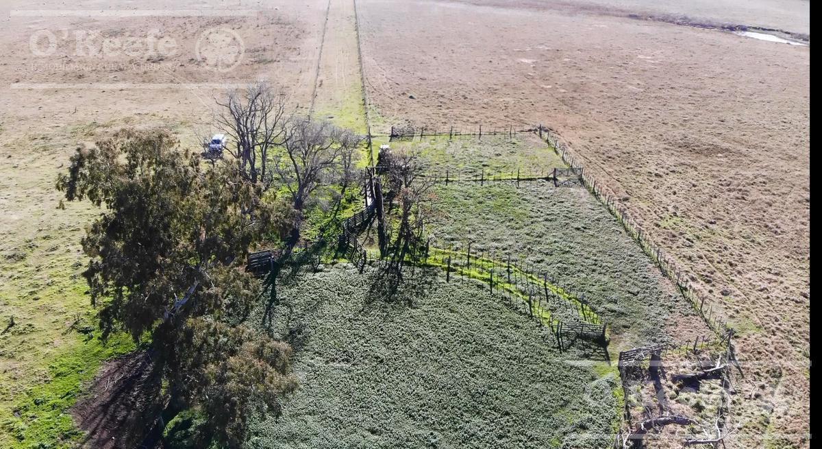 Campo Ganadero 800 Ha en Venta en Saladillo, La Campana 3