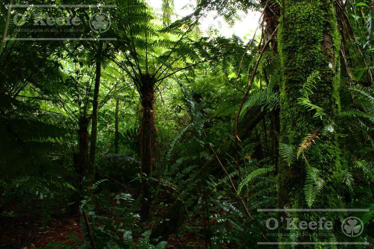 Foto de Grandes extensiones de Bosque Nativo en Misiones - Bonos verdes- Ideal, imagen 2
