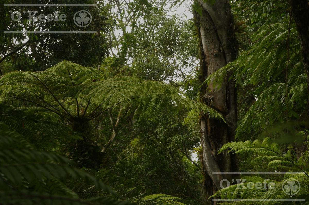 Foto de Grandes extensiones de Bosque Nativo en Misiones - Bonos verdes- Ideal, imagen 3