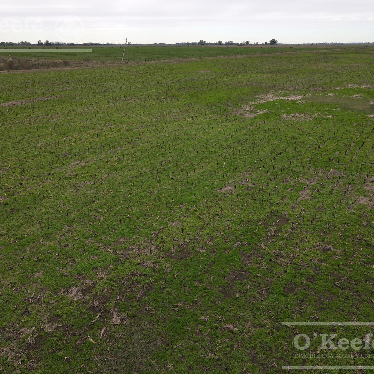 Campo en venta 180 Has mixtas en Gral. Las Heras