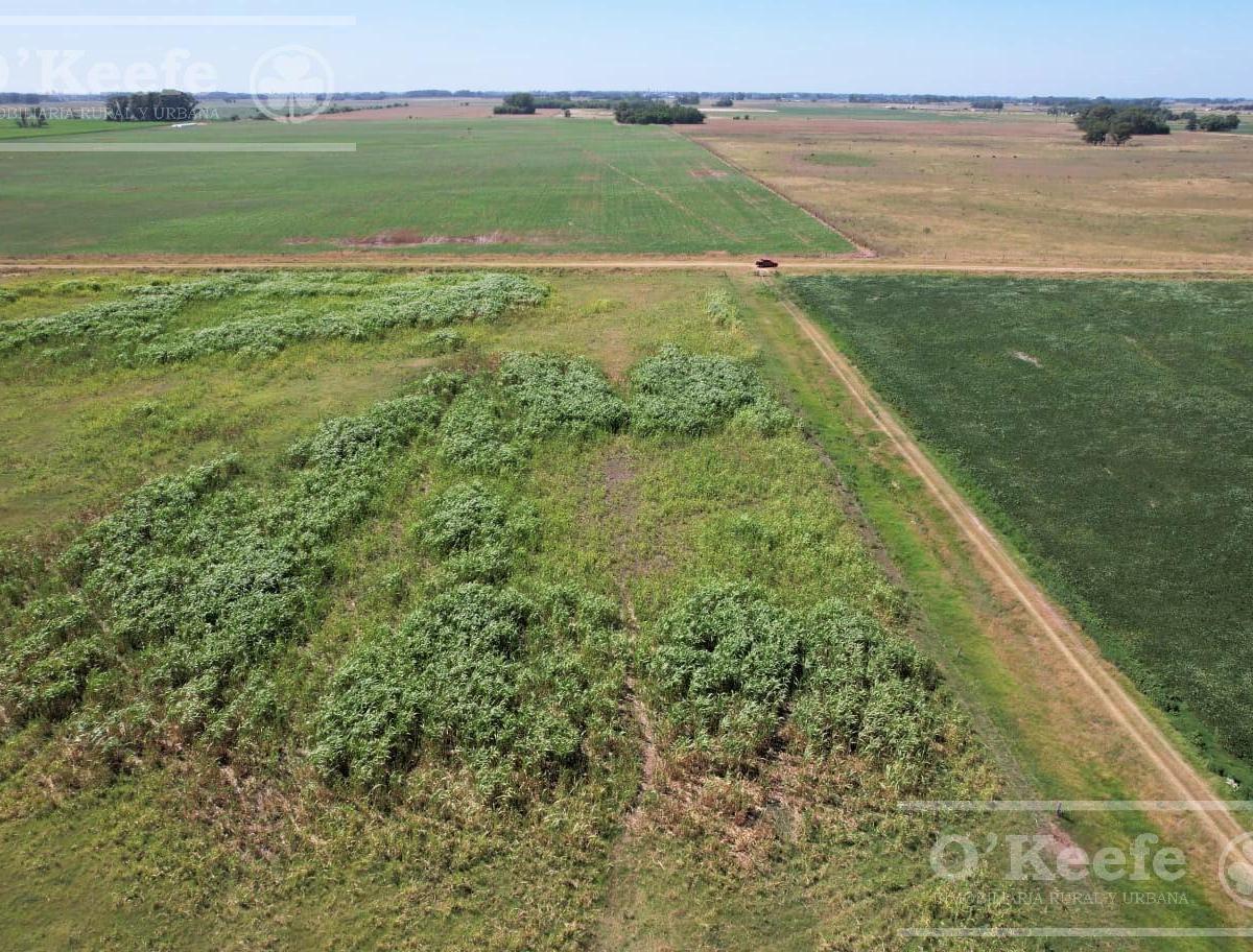 Campo en Venta Mixto de 246 Has en Saladillo 1