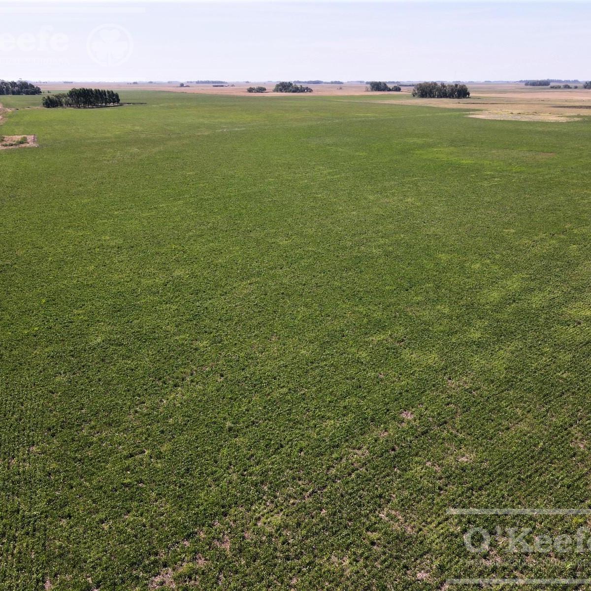Campo en Venta Mixto de 246 Has en Saladillo 2