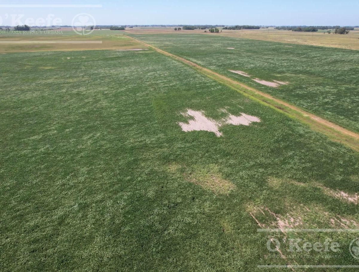 Campo en Venta Mixto de 246 Has en Saladillo 4