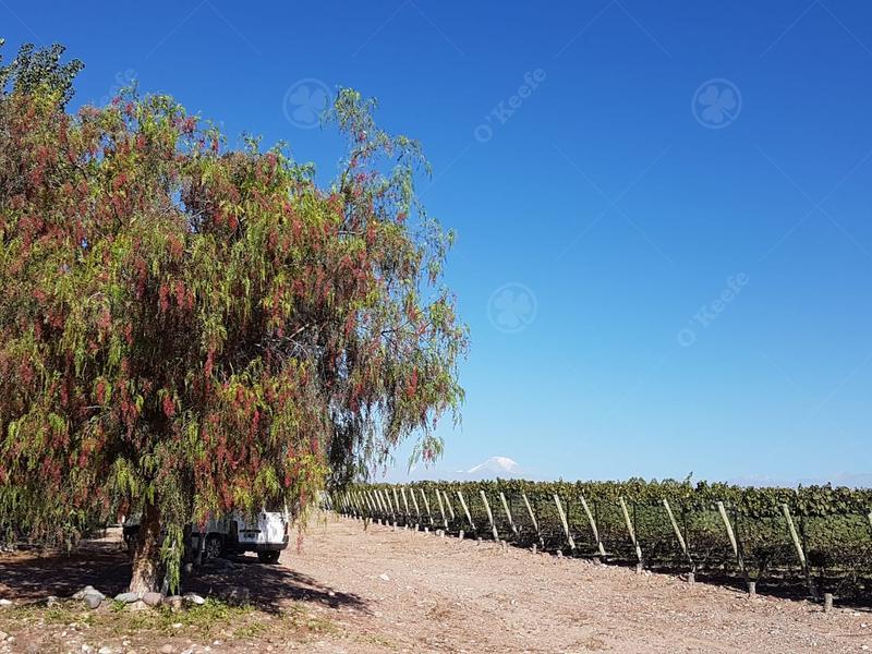 Foto de Finca de 23 Has en venta en Mendoza - Viñedo Premium de Altura, imagen 1