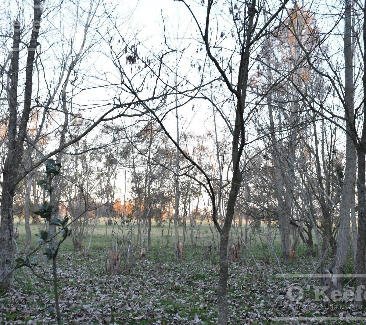Chacra en Venta 39 Has Florencio Varela 2