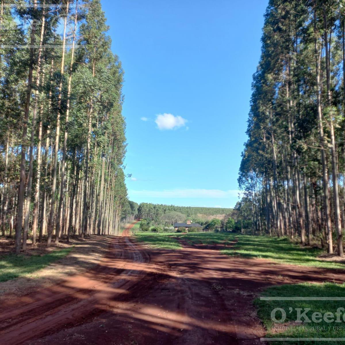 Campo en Venta de 561 Has en Virasoro, Corrientes 3
