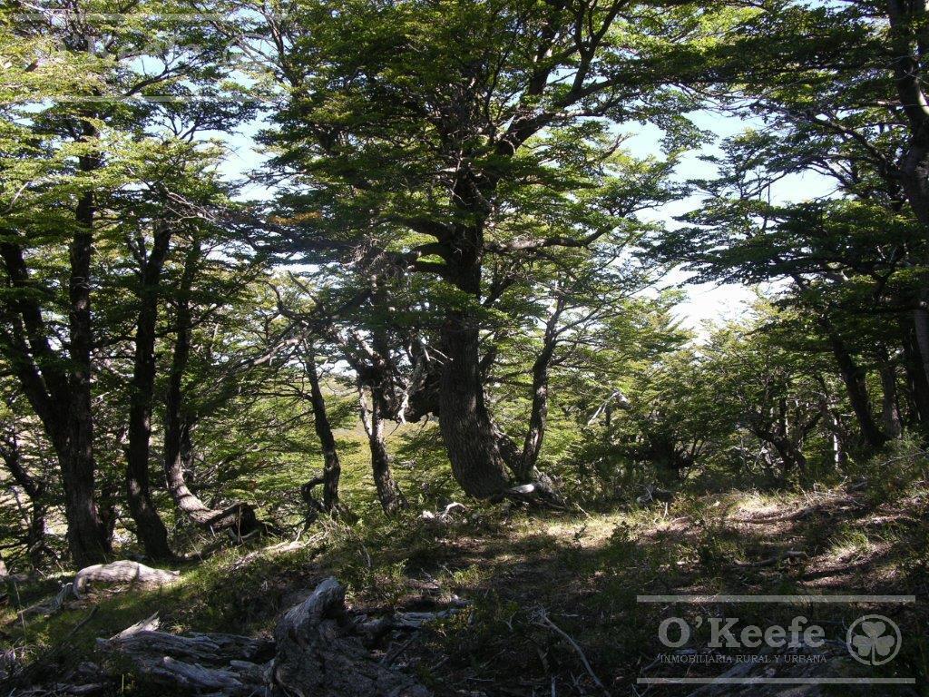 Foto de Campo en Venta 486 Has con costa del Alto Rio Chubut, imagen 3