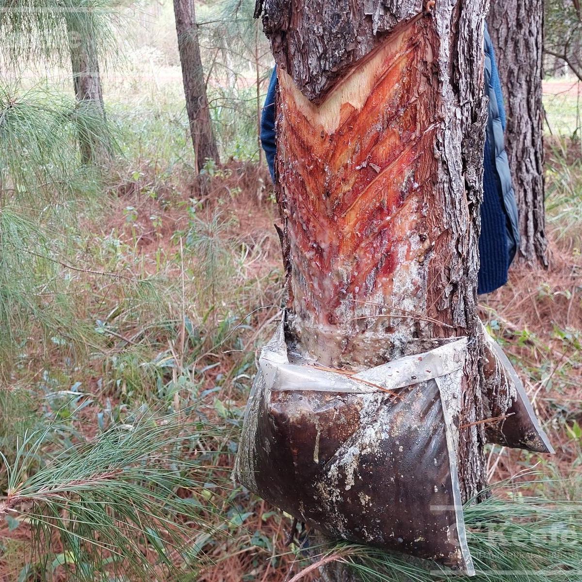 Campo en Venta de 1017 Has, Forestal Mixto 80 % Aprovechable, Virasoro Corrientes 4