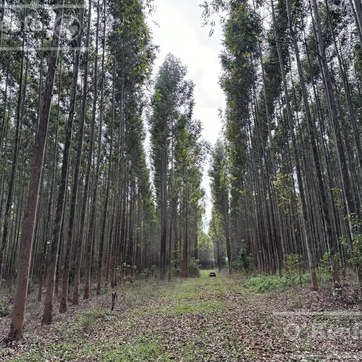 Campo en Venta de 1017 Has, Forestal Mixto 80 % Aprovechable, Virasoro Corrientes 1