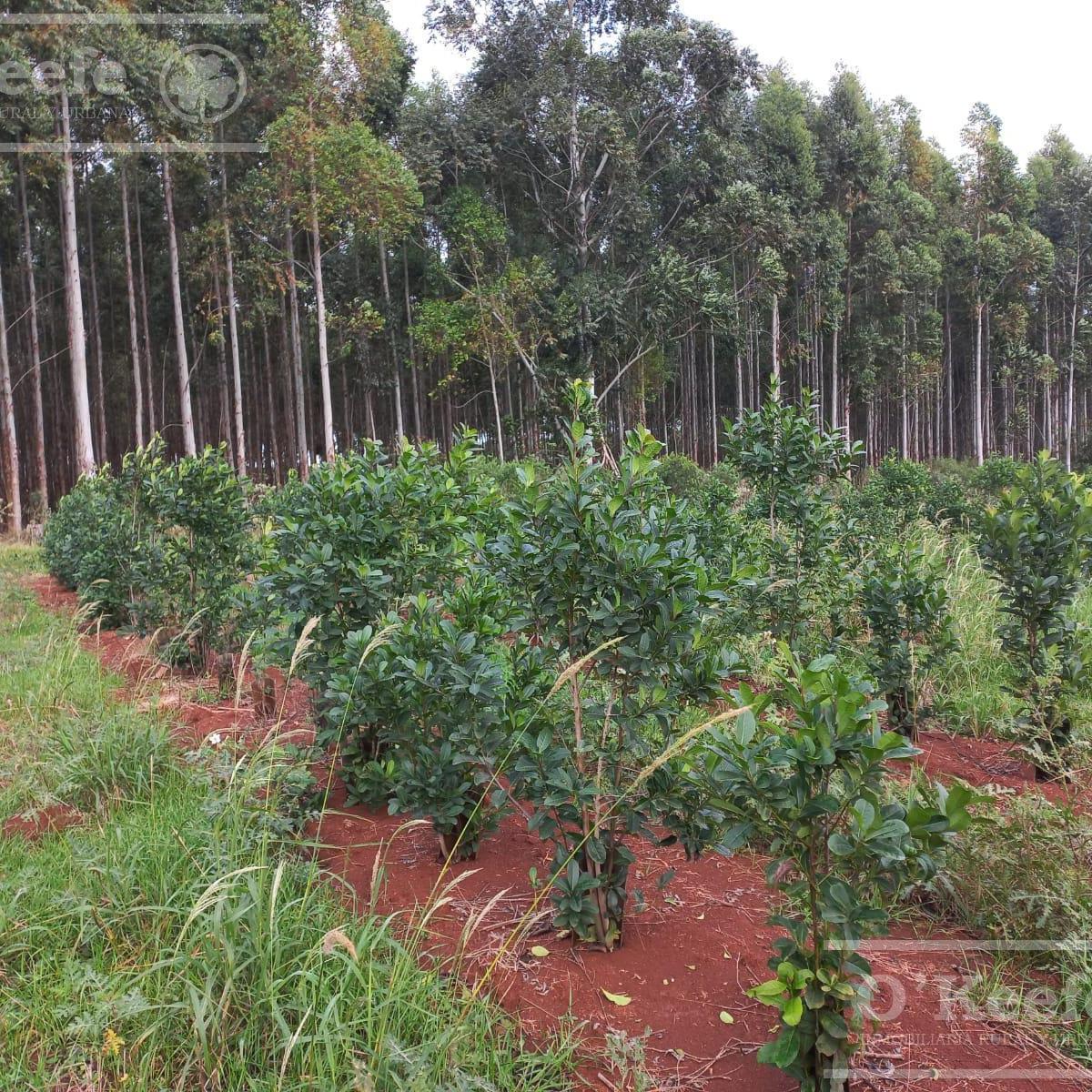 Foto de Campo en venta de 1017 has, Forestal mixto 80 % aprovechable, Virasoro, imagen 3
