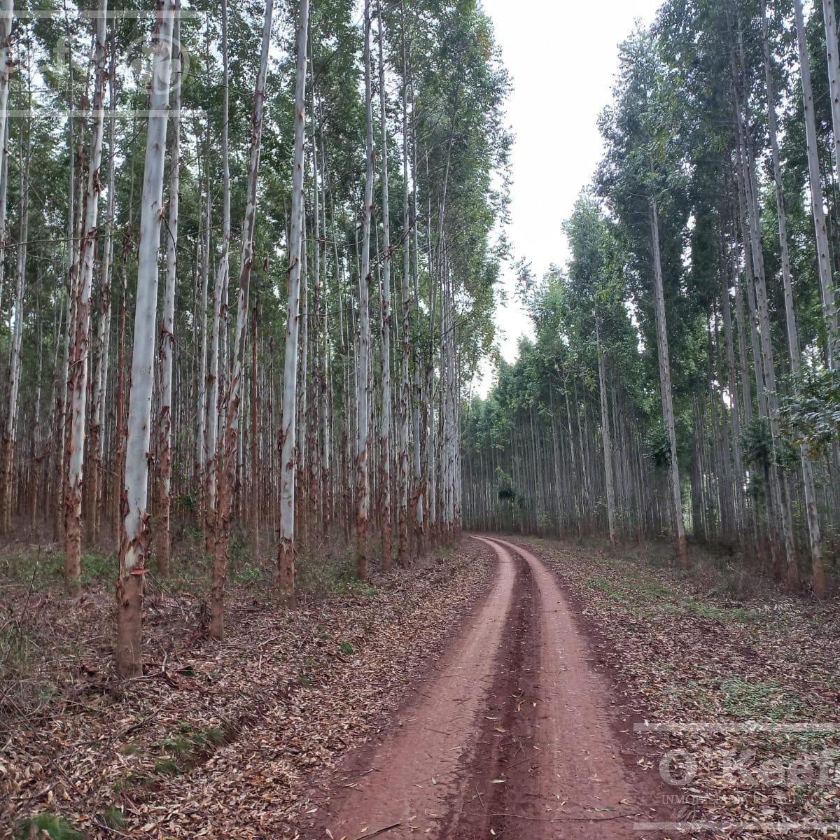 Campo en Venta de 1017 Has, Forestal Mixto 80 % Aprovechable, Virasoro Corrientes 5