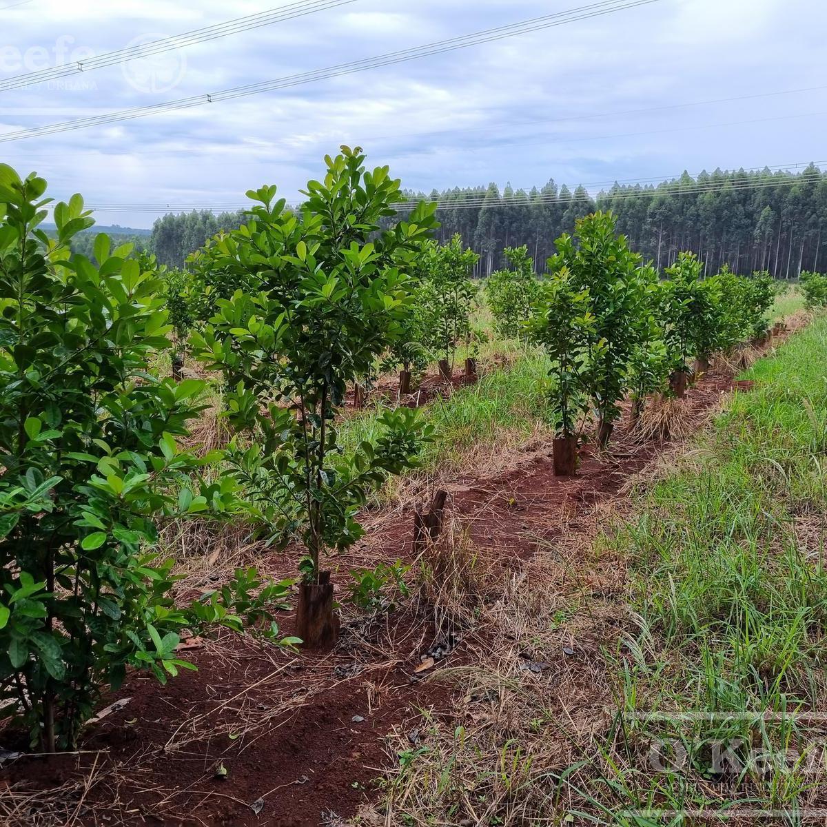 Foto de Campo en venta de 1017 has, Forestal mixto 80 % aprovechable, Virasoro, imagen 2
