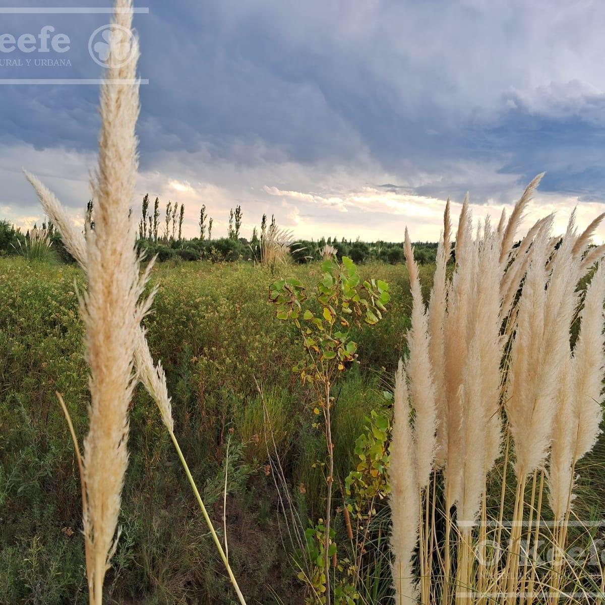 Oportunidad Venta de 2 Fincas Aledañas en Cañada Seca, San Rafael, Mendoza. Frutihorticola, Forra 4